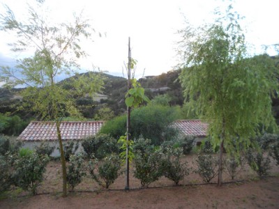 Trois arbres.jpg